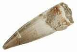 Fossil Spinosaurus Tooth - Real Dinosaur Tooth #215337-1